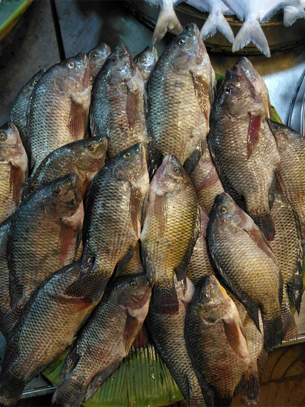 Grilled Tilapia